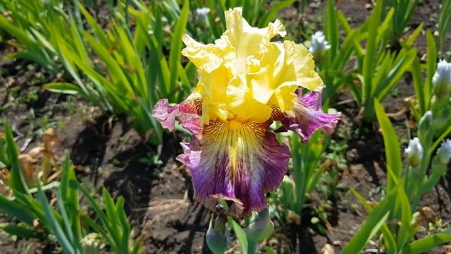 29 мая 2021 г.(5) смотреть онлайн