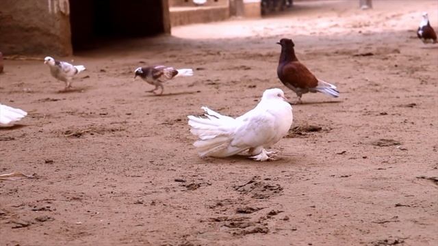 Animals of Our Wonderful Planet. Animal sounds. Bear, Elephant, Penguin, Boar, Orangutan, Giraffe смотреть онлайн