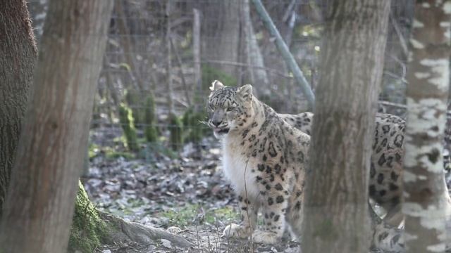 Incredible wild animals ~ tiger, lion, wolf, cobra, eagle, vulture ~ animal sounds смотреть онлайн