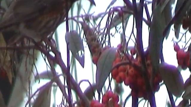 Redwings love Cotoneaster berries смотреть онлайн