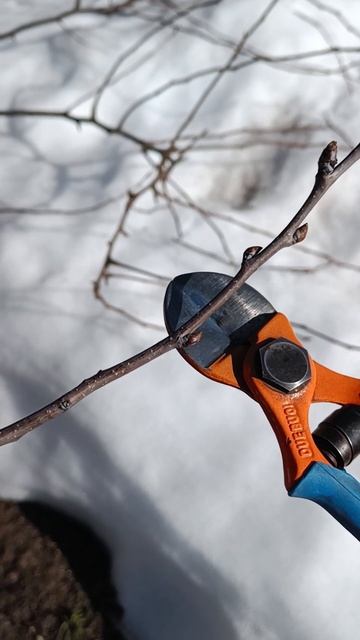 ЦВЕТКОВЫЕ ПОЧКИ груша Просто Мария смотреть онлайн