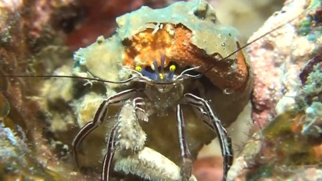 2011 10 17　ケフサゼブラヤドカリ смотреть онлайн