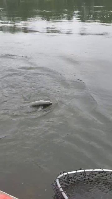 Кижуч. Камчатка 2019. смотреть онлайн