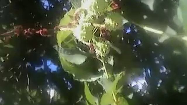 Растительный и животный мир смотреть онлайн