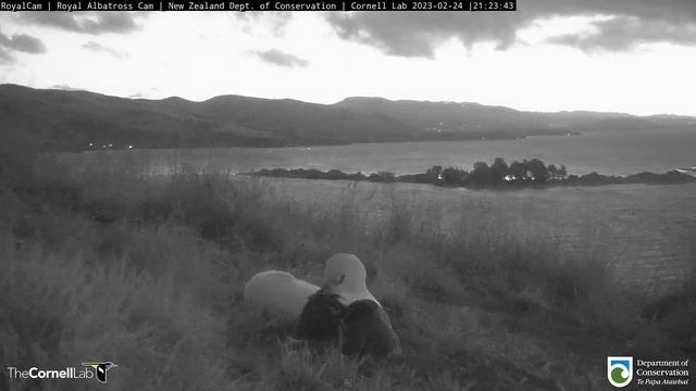 Альбатрос. Мама отдыхает рядом с гнездом - Albatross. Mom is resting next to the nest смотреть онлайн