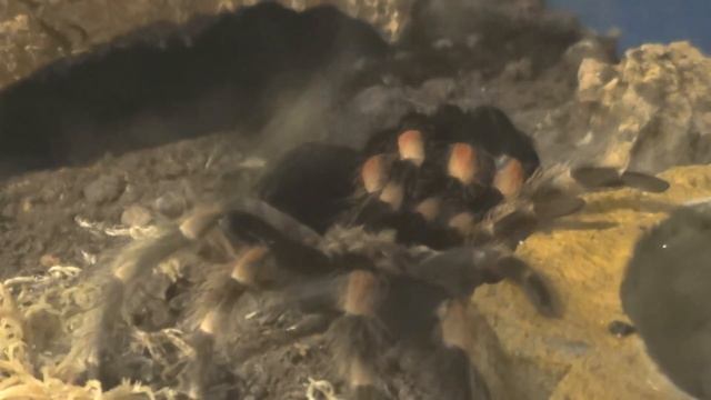 Brachypelma Smithi update смотреть онлайн