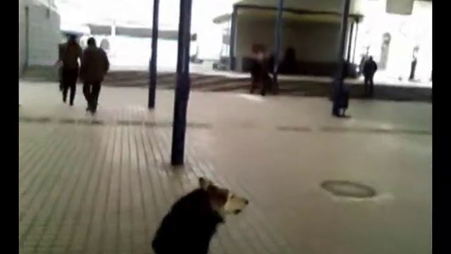 вокзальный карузо.mpg смотреть онлайн