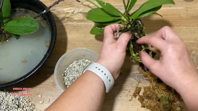 Експеримент з посадкою фаленопсіса #орхідеі #2023 смотреть онлайн