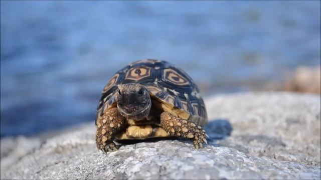 Palikka's Summer 2014 смотреть онлайн