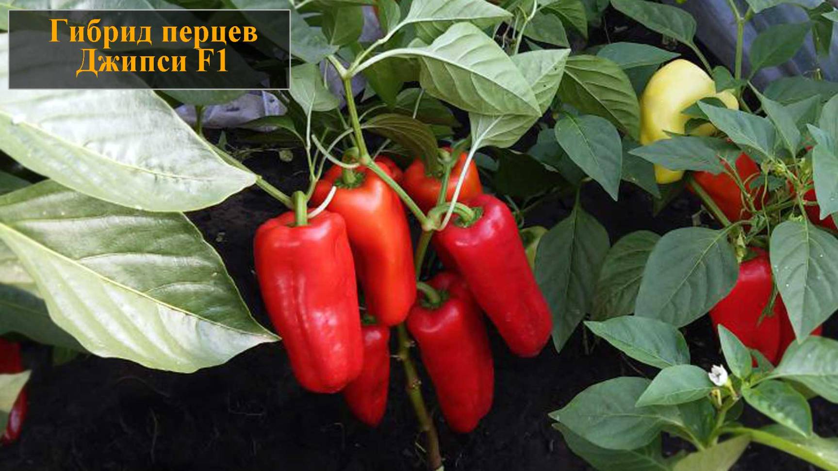 Гибрид перцев Джипси смотреть онлайн