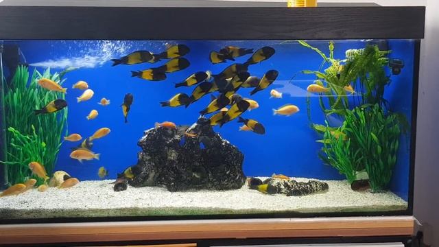 Tropheus смотреть онлайн