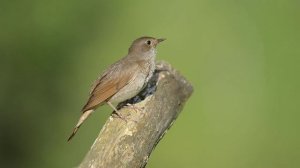 Пение соловья в дикой природе. Эксклюзивные кадры