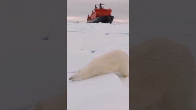 Белые медведи. Остров Врангеля . 8592 смотреть онлайн