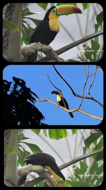 #Shorts, Keel Billed Toucan..// смотреть онлайн