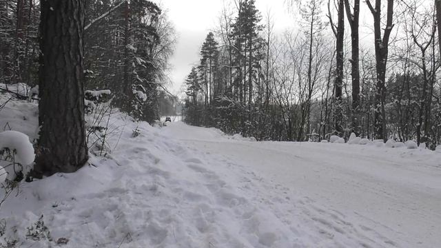 Баха Северный Лес 2025