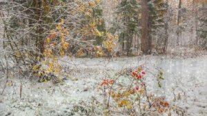 FM 154 –Метель