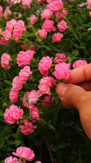 Siêu nụ #cácloạihoahồng #hoahồng #cáchchămsóchoahồng #vườnhoahồngchuẩngardentv #rose смотреть онлайн