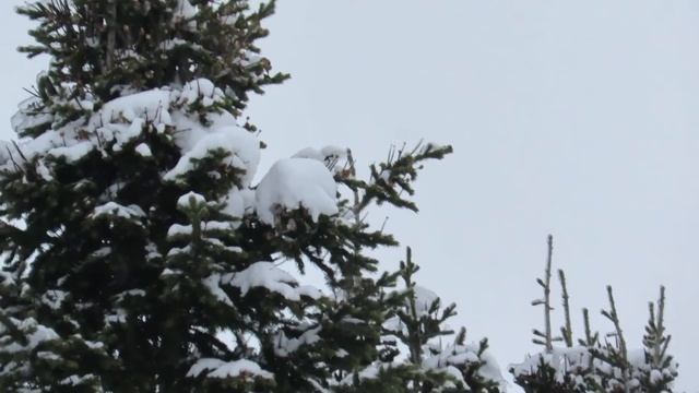 Свиристели 5 января смотреть онлайн