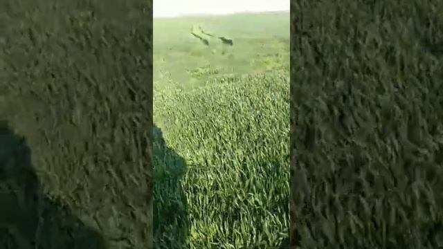 No-till ! Первые шаги.... смотреть онлайн