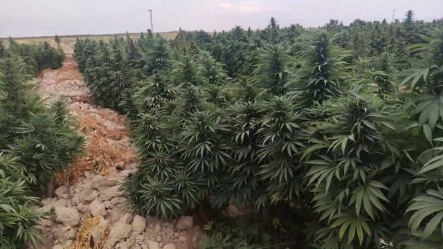 #thailand #usa #uk #canada #germany #moroco #russia #spain смотреть онлайн