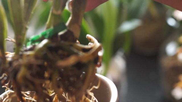 Marlows Orchid Haul June 2017 смотреть онлайн