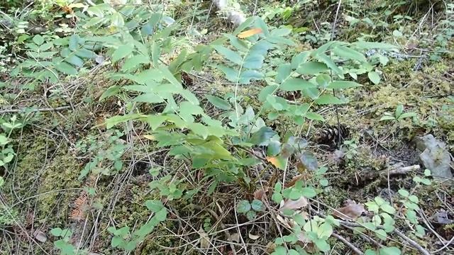 Mahonia nervosa in the wind смотреть онлайн