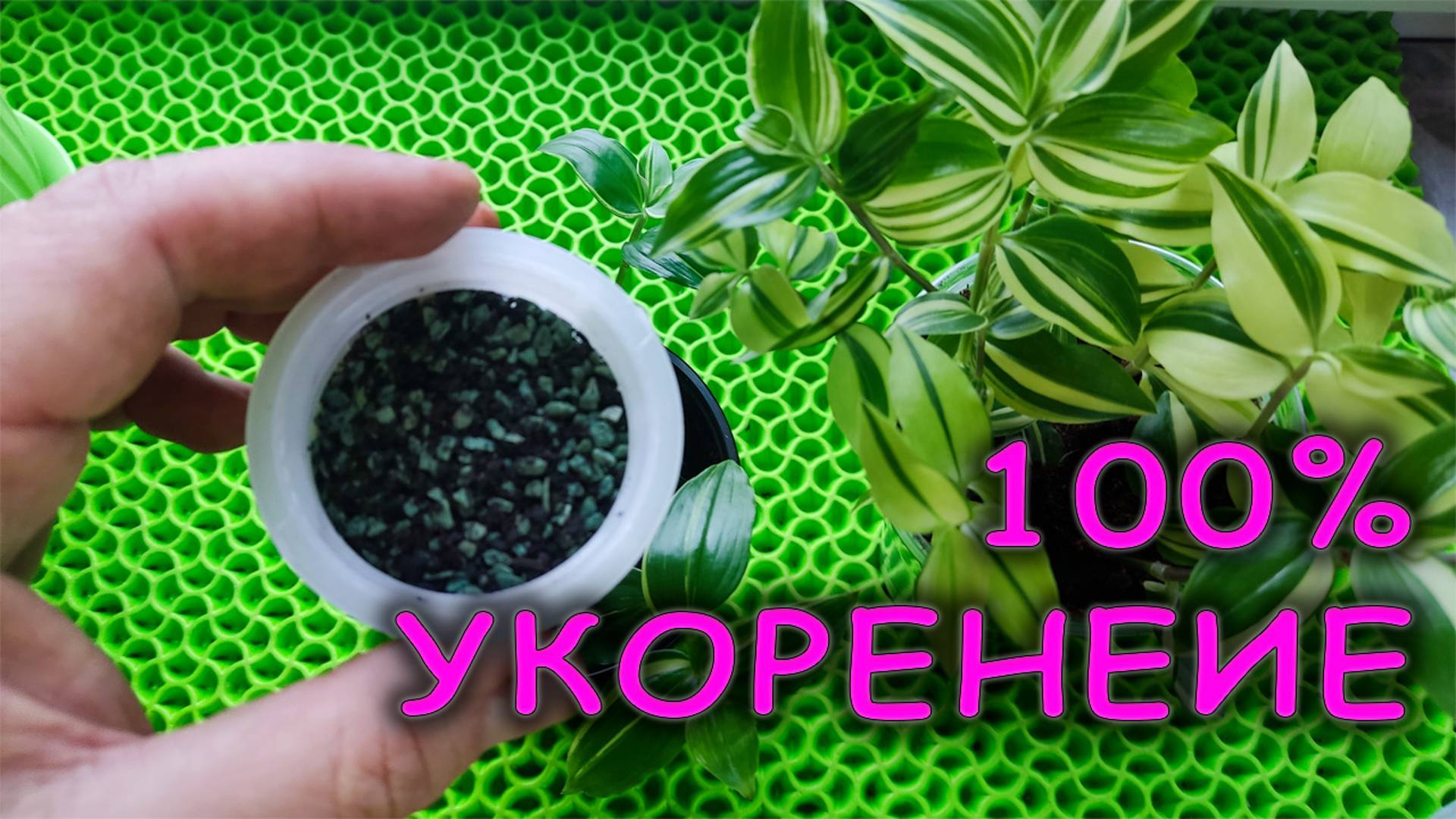 Не размножайте черенками 🌱 ТРАДЕСКАНЦИЮ пока не посмотрите это видео Как размножить традесканцию🌿 смотреть онлайн