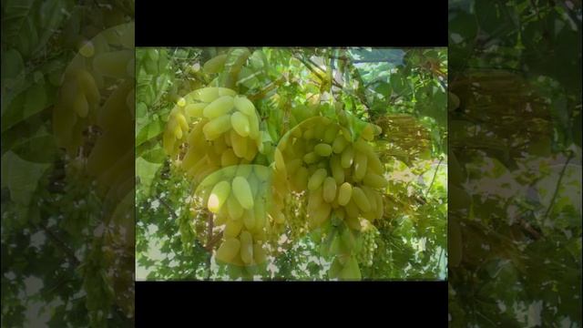 Урожай. смотреть онлайн