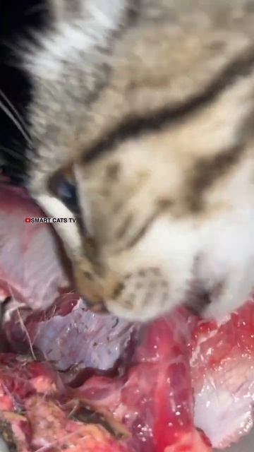 Баксик объявил голодовку 🥩🐕🐈🐈🐈 смотреть онлайн