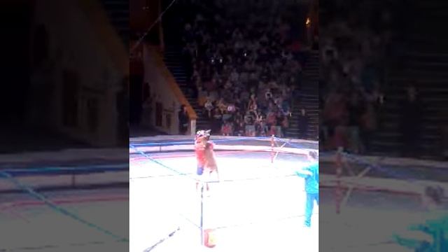 Супер кенгуру !!! смотреть онлайн