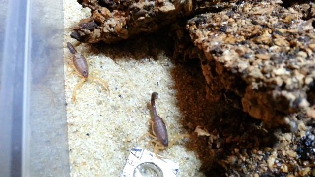 Parabuthus villosus "oranje morph" - babies drinking some water смотреть онлайн