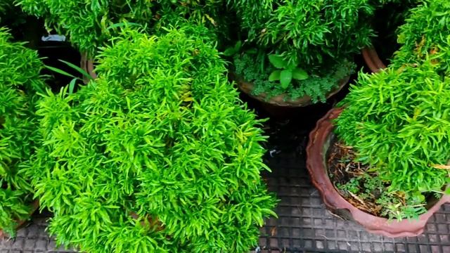 EUODIA PLANT #terrace #leena #garden #tropical #outdoor plant смотреть онлайн
