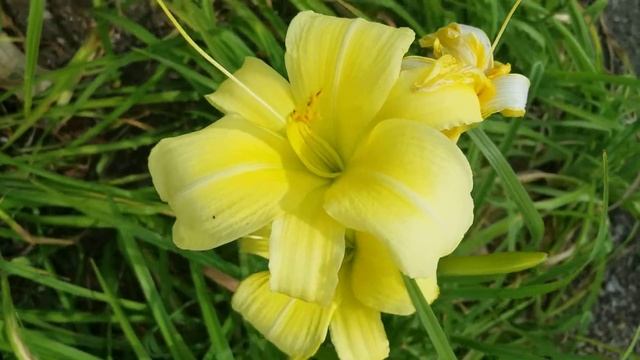 #stellalily #daylily #chicagolilies #lightyellowlily смотреть онлайн