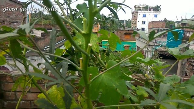 How to grow Sponge gourd/Luffa/Tori in pot on rooftop смотреть онлайн