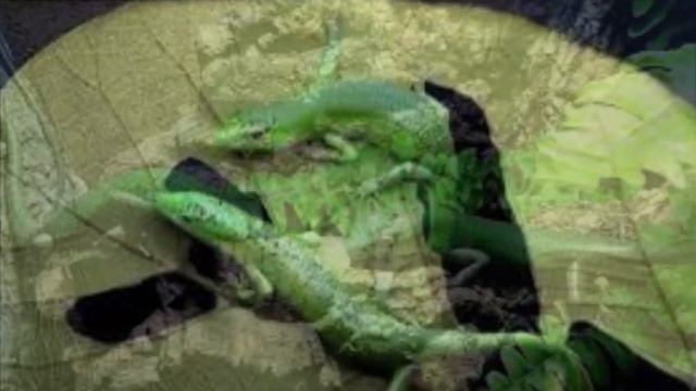 Green Tree Skinks смотреть онлайн