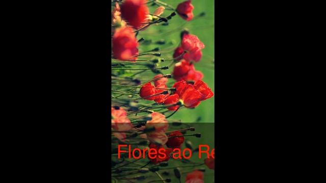 Flores VerMelhas смотреть онлайн