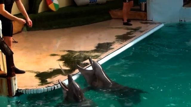 Дельфинарий 2 часть смотреть онлайн