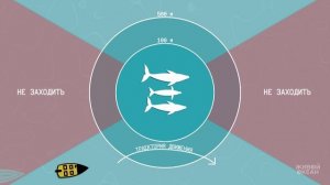 Рекомендации / правила по наблюдению за косатками на Камчатке