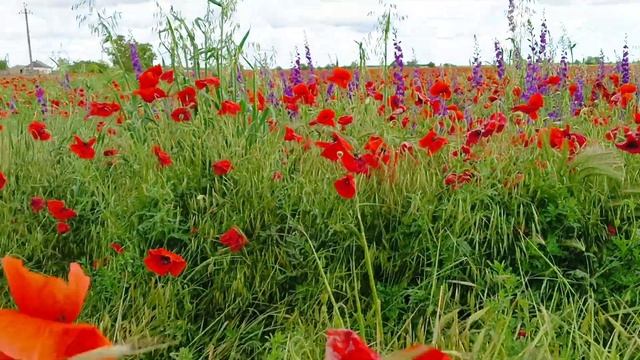 #крым #владиславовка#май2024#маки смотреть онлайн