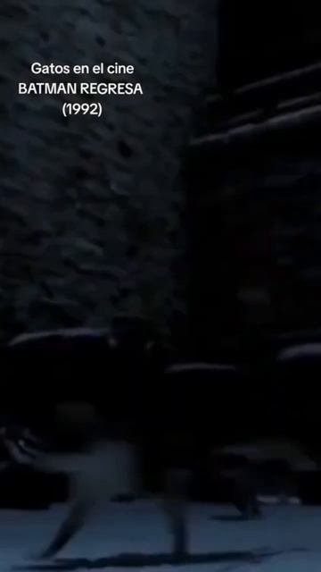 Gatúbela #catwoman #michellepfeiffer #gatubela #batman #cats #michis #catslovers #gatos #gatitos смотреть онлайн