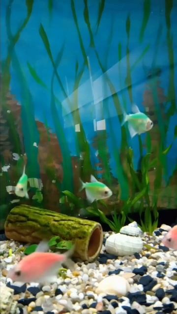 Тернеции. Новый аквариум с новыми рыбками. Тернеции Гло Розовые, Гло мятные. смотреть онлайн