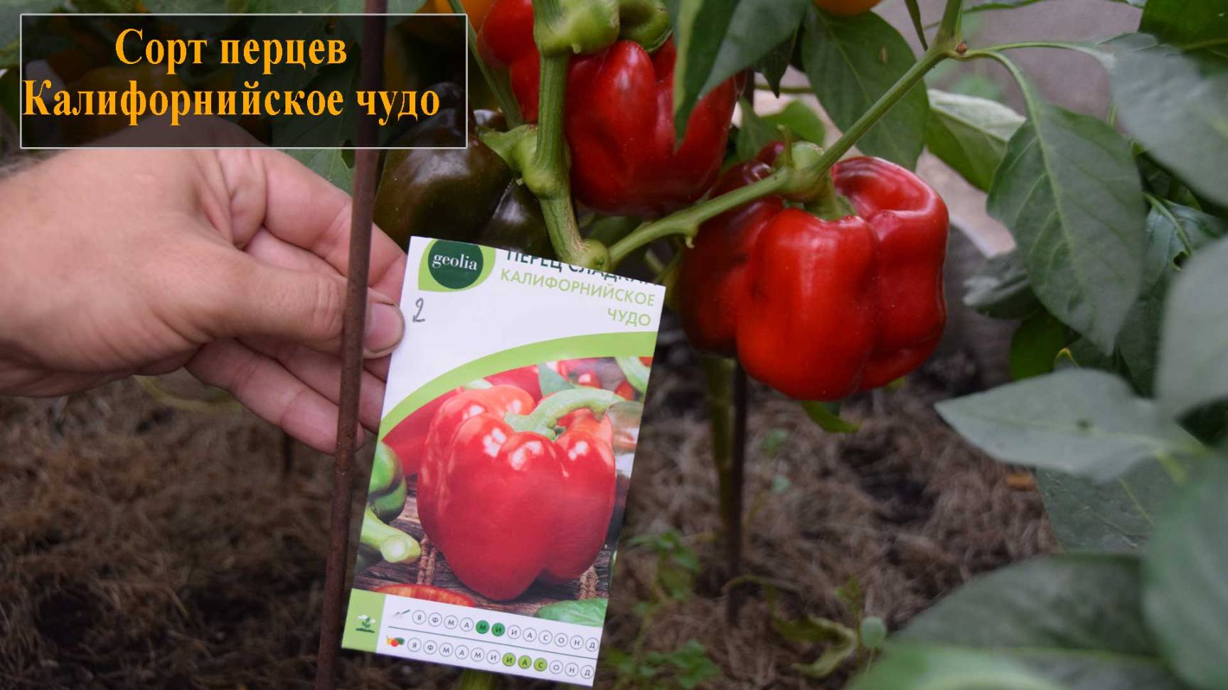 Сорт перцев Калифорнийское чудо смотреть онлайн