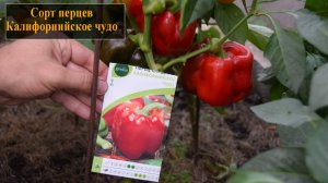 Сорт перцев Калифорнийское чудо