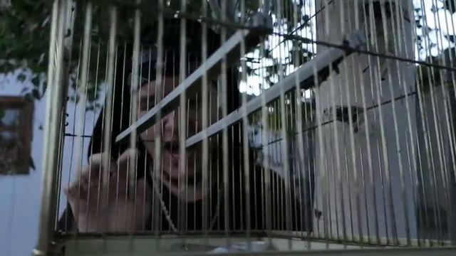 ДА, АЛЛО: ПТИЧКА смотреть онлайн