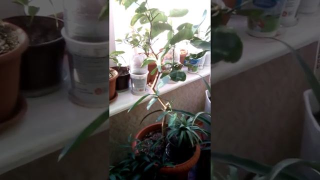 тропический ботсад на подоконнике. смотреть онлайн