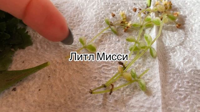 ❗️ПРОВЕЛА ЭКСПЕРИМЕНТ❗️Неожиданный результат! Проверила многолетники на зимостойкость!!! смотреть онлайн