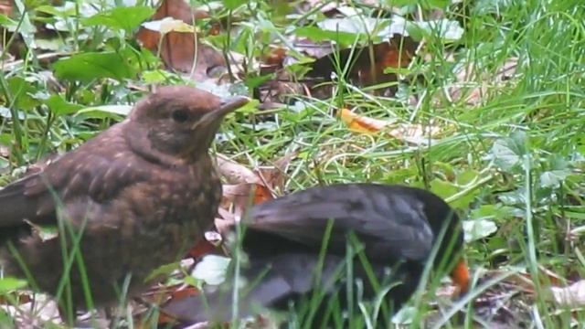 Дрізд чорний (Turdus merula) годує малечу смотреть онлайн
