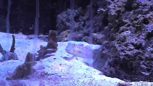 Reef - 9th November 2013 смотреть онлайн