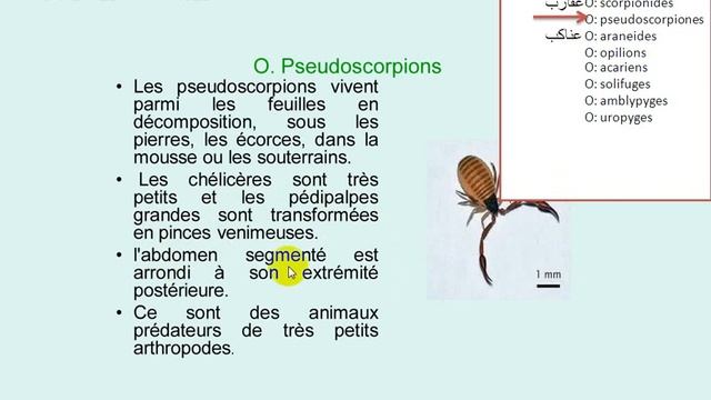 Arthropodes/chélicérates sv3 مفصليات الأرجل смотреть онлайн