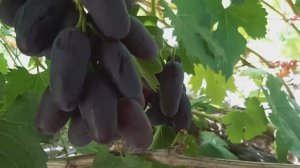 Виноград сорта  Алвика